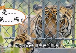 m6米乐在线官网-包含华南虎客场遇挑战，-战平河北华夏幸福的词条